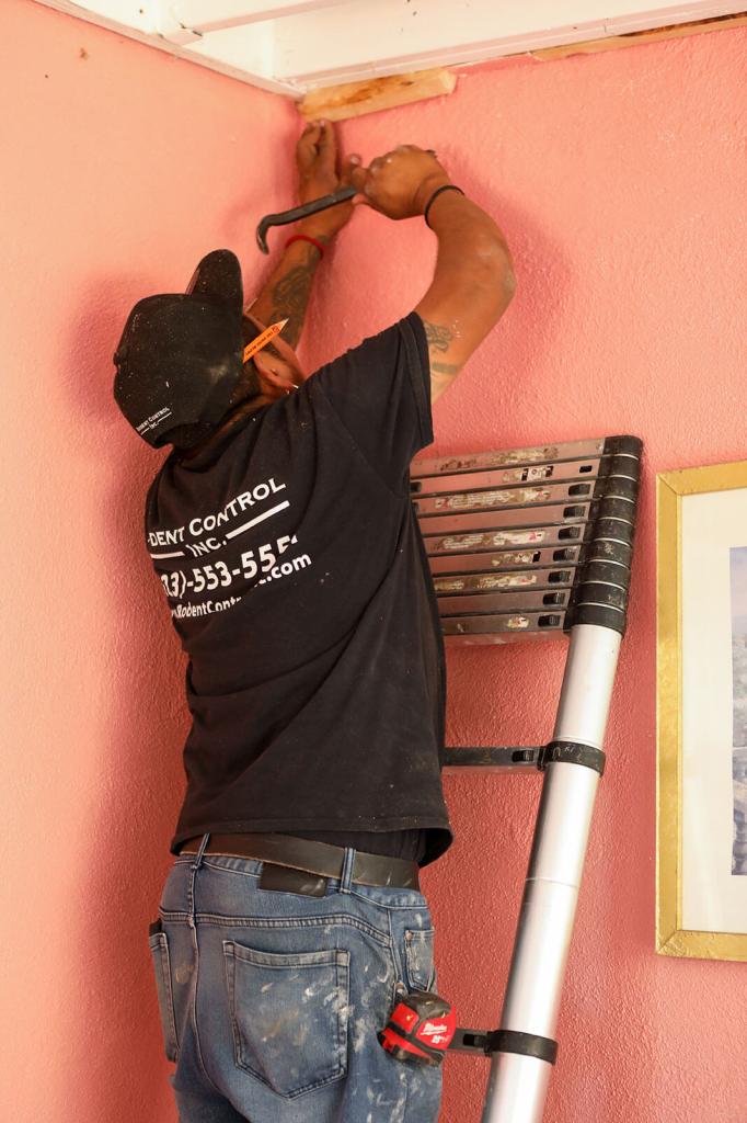 Rodent Control Inc. | Orange County | (949) 508-2555 | Rodent Control in Orange County: Protecting Homes with Expert Solutions